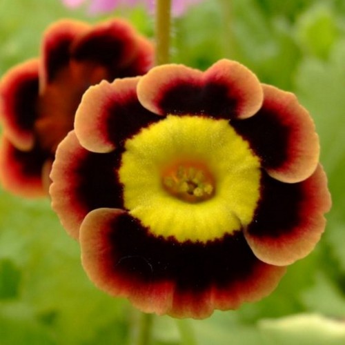 Primula auricula 'Brown Ben' - Kõrvikpriimula 'Brown Ben' P9/0,55L 